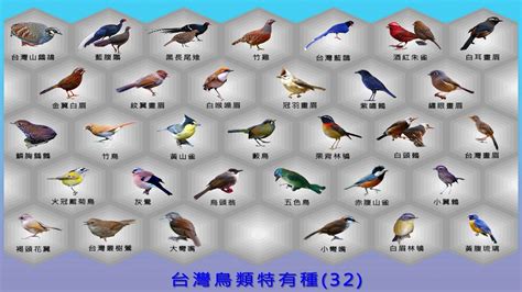 鳥的種類照片 阴阳先生2023